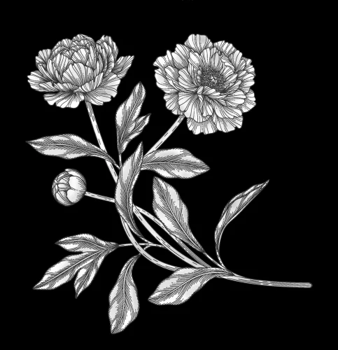 Цветок 039 (пион)